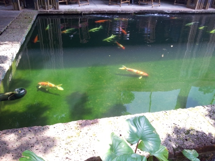 The Pond I saw at Jim's